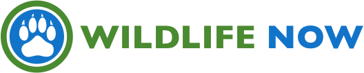 Wildlife Now Logo